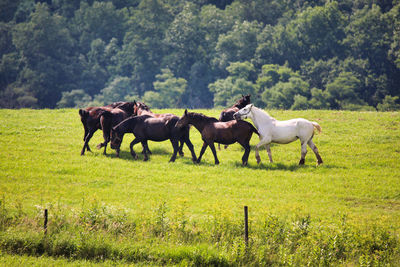 Horses in a field