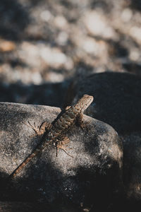 Close-up of rusty metal