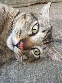 Close-up portrait of a cat