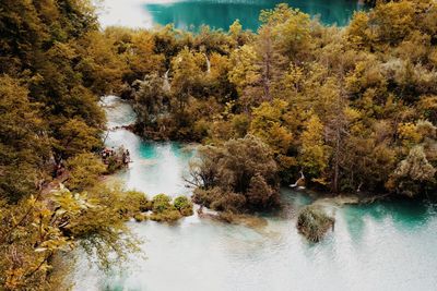 Scenic view of river amidst trees during autumn