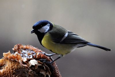 Close-up of bird