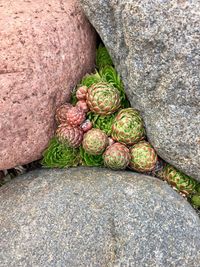 High angle view of vegetables on rock