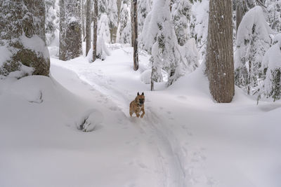 View of dog on snow covered land