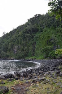 Scenic view of river amidst trees in forest against sky