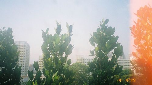 Trees growing in park