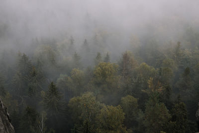 Fog in forest of the saxony switzerland