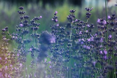 Close-up of purple flowering plants on field