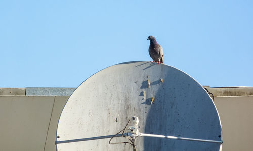 Low angle view of seagull perching on wall