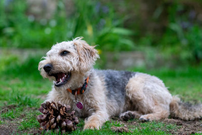 Dog looking away on field