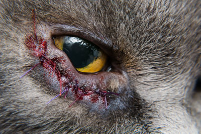 Close-up portrait of a cat