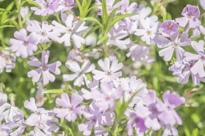 Close-up of white flowers