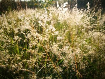 Flowers growing on field