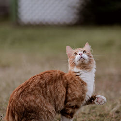 Portrait of cat looking away on field