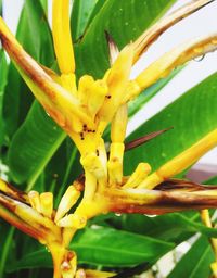 Close-up of yellow flower