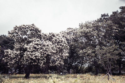 Trees on field against clear sky