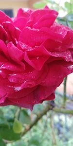 Close-up of wet pink rose