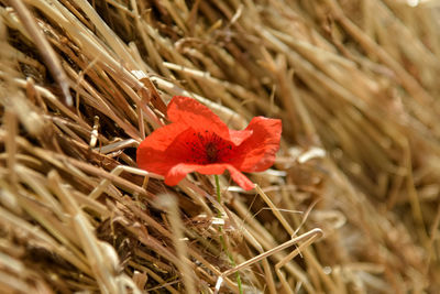 Close-up of red flower on field