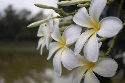 Close-up of white flowering plants in park