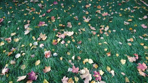 High angle view of flowering plant on field