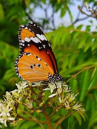 Butterfly pollinating flower