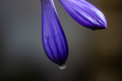 Close-up of purple blue flower