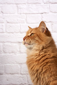 Portrait of an adult fluffy ginger cat on a white brick wall background, close up