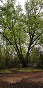 Trees growing in forest