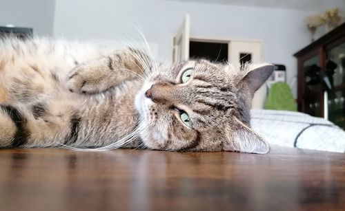 Close-up of cat lying on floor at home