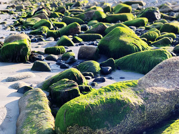 Close-up of moss on rocks