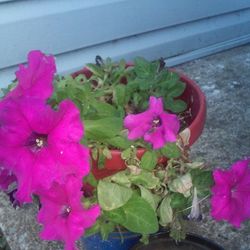 Close-up of pink flower blooming outdoors