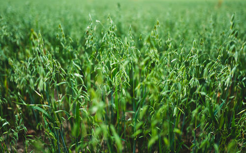 Close-up of oats growing on field