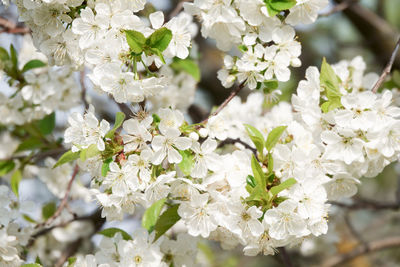 Close-up of white cherry blossoms in spring