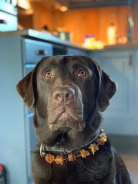 Close-up of dog looking away at home