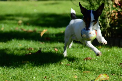 View of dog running on field