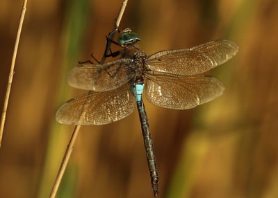 Close-up of dragonfly