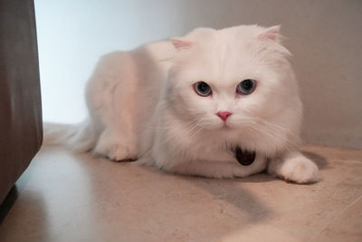 pet