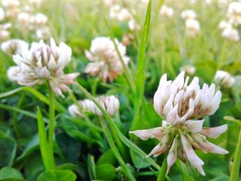 Close-up of flowers blooming outdoors