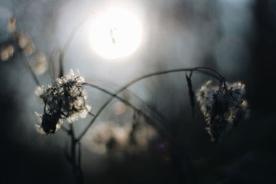 Close-up of wilted flowering plant against sky during sunset