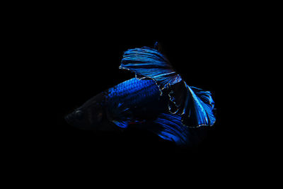 Fish swimming in sea against black background