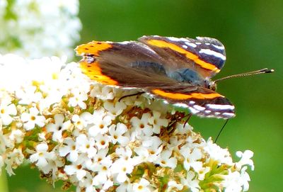 Close-up of butterfly pollinating on yellow flower