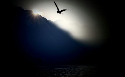 Bird flying over white background