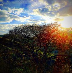 Low angle view of trees against sky during autumn