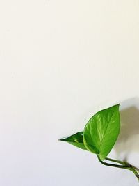 Philodendron leaves on white background