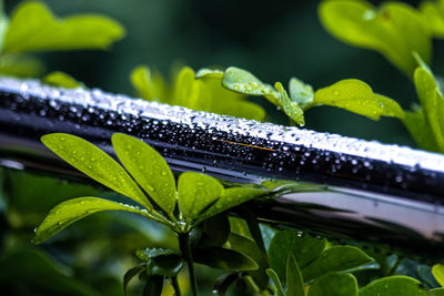 Close-up of raindrops on plant