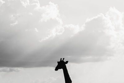 Silhouette of a giraffe's head against the sky, namibia, africa