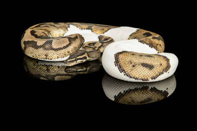 Close-up of shoes against black background