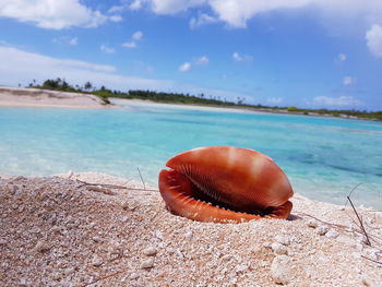 Close-up of snail on beach against sky