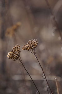 Close-up of dried plant on field