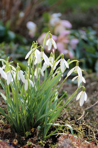 Close-up of white flowers blooming in field