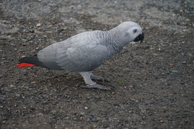 High angle view of bird